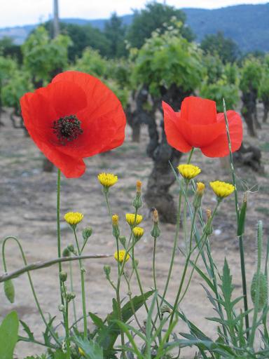 poppies.JPG